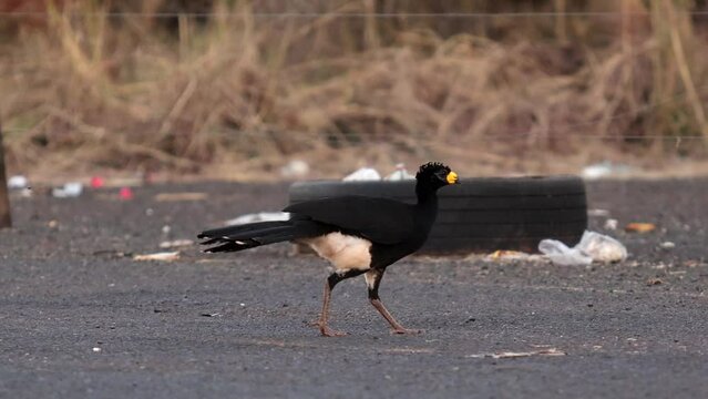 Male Adult Bare-faced Curassow