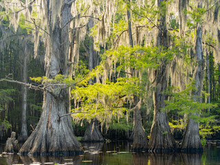 Sunny view of many bald cypress in Caddo Lake State Park