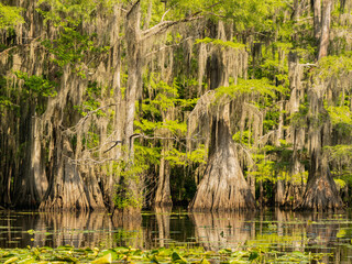 Obraz premium Sunny view of many bald cypress in Caddo Lake State Park