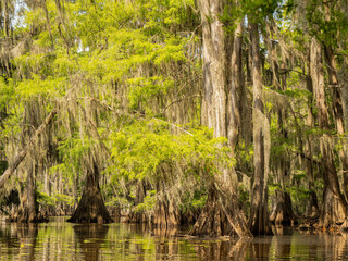Sunny view of many bald cypress in Caddo Lake State Park