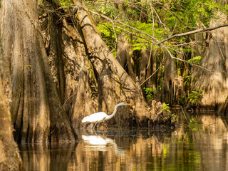 Close up shot of Great egret in Caddo Lake State Park