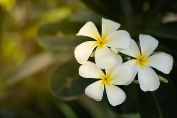 white flowers lit by the gentle sun