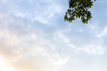 Green leaf isolated on sky background and sunbeams