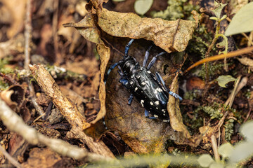 Anoplophora malasiaca (White-spotted Longicorn Beetle)