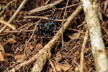 Anoplophora malasiaca (White-spotted Longicorn Beetle)