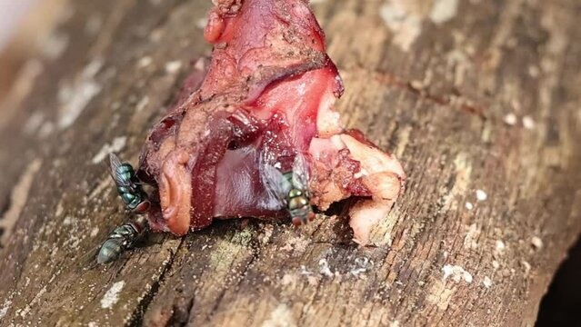 Flies Landing on Raw Meat