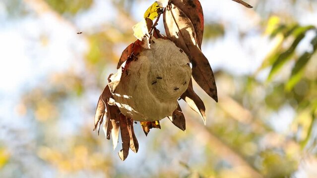 Nest of Wasps Insects
