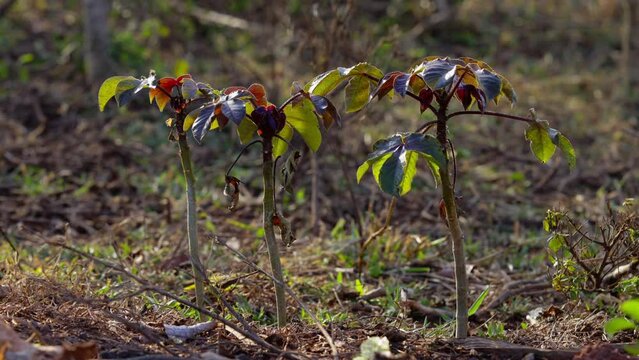 Bellyache Bush Plant