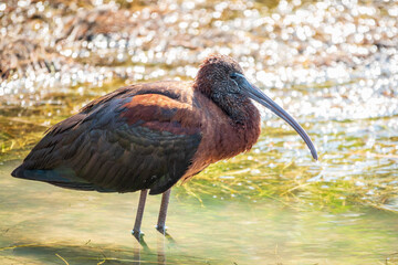 The glossy ibis, latin name Plegadis falcinellus, searching for food in the shallow lagoon.