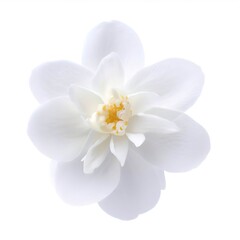 Fototapeta na wymiar Jasmine flower isolated on white background