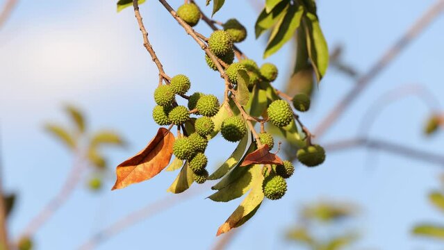 West Indian Elm Plant