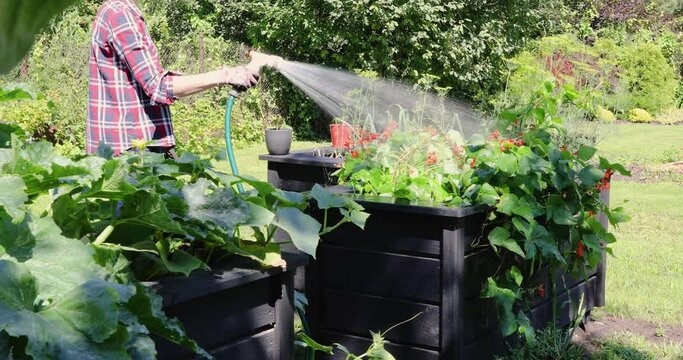 Gardner water plants at backyard in raised beds in a hot summer day.