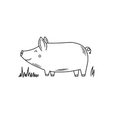 Pig vector illustration in graphics, hand drawn illustration. Farming,livestock