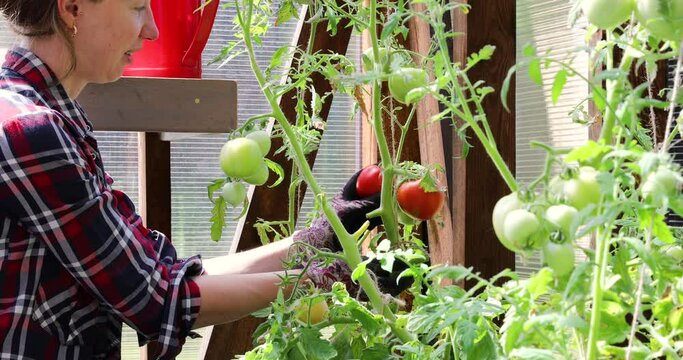 Gardner checking on tomatoes in greenhouse on a summer sunny day. Lifestyle and gardening concept.