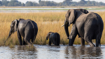 Elefantenkuh mit zwei unterschiedlich alten Jungtieren im Chobe Nationalpark in Botswana