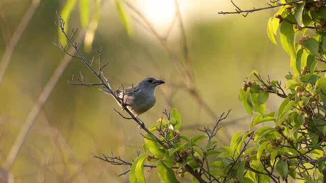 Sayaca Tanager Bird