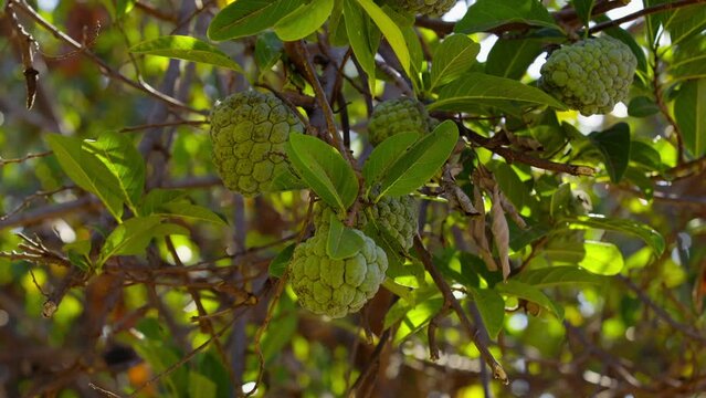 Sweetsop Green Fruit