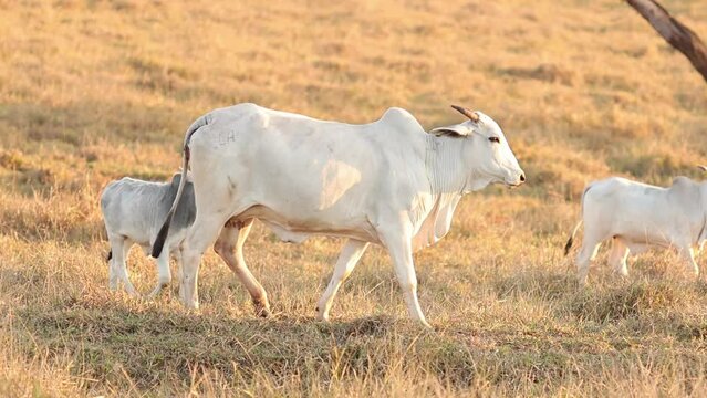 nelore cattle on dry pasture