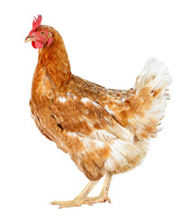 side view of one red hen isolated on white background