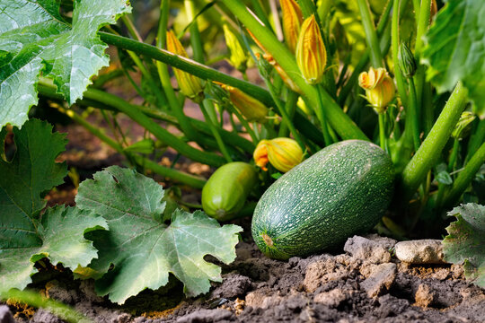 zucchini growing in vegetable garden on summer day