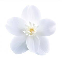 Obraz premium Jasmine flower isolated on white background