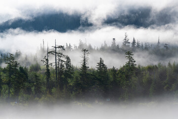 Temperate rainforest in mist and fog, Telegraph Cove, Vancouver Island, British Columbia, Canada.