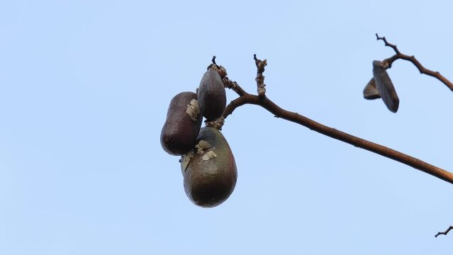 Stinkingtoe Tree with Fruits