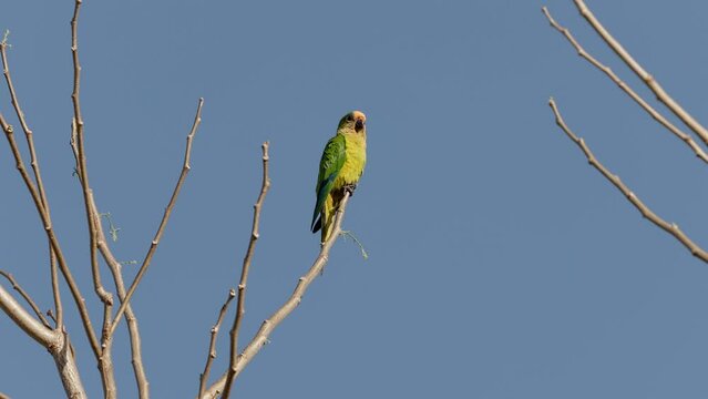 Peach fronted Parakeet on a tree