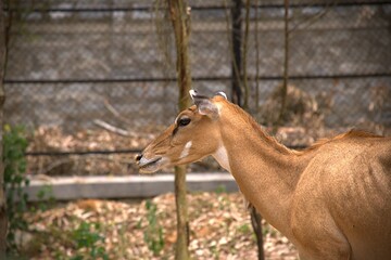 Antelope (Nilgai) in the zoo