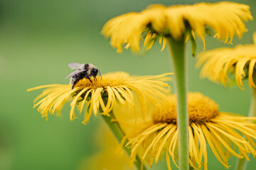 Bee on yellow flower