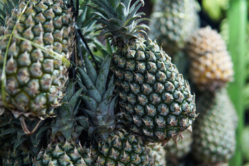 close up of a bunch of pineapple