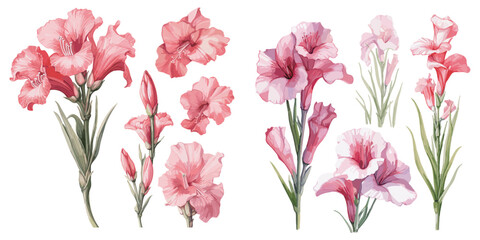 watercolor gladiolus flower clipart for graphic resources - obrazy, fototapety, plakaty