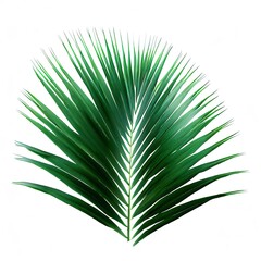 leaf coconut tree isolated on white background,Green leaves pattern
