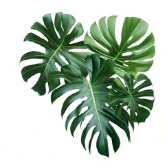 Fototapeta na wymiar Green leaves pattern ,leaf monstera isolated on white background