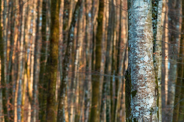 Tall tree trunks in forest, woodland landscape in winter