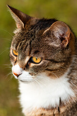 Portrait of adult female domestic cat in the back yard