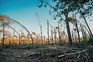 Environmental damage, deciduous forest landscape devastated after severe summer supercell storm...