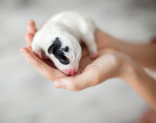 Newborn puppy in the palms