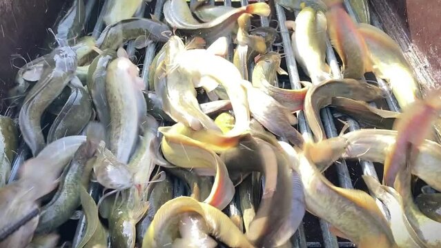 Fish farming - Hybrid catfish (C. macr- ephalus x C. gariepinus) in fish size sorting machine. Clarias gariepinus and Clarias macrocephalus. Two species of fish interbreed.