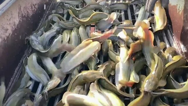 Fish farming - Hybrid catfish (C. macr- ephalus x C. gariepinus) in fish size sorting machine. Clarias gariepinus and Clarias macrocephalus. Two species of fish interbreed.