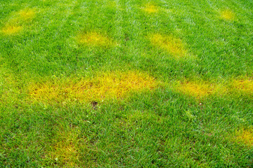 Yellow spots on a green mowed lawn. Diseases on the lawn after winter