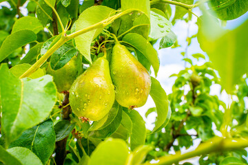 A pear grows on a tree in drops after rain, close-up. Fruits in the garden in the dew