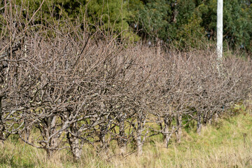 Dormant Over grown apple tree that need pruning in a field