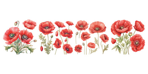 watercolor red poppy clipart for graphic resources - obrazy, fototapety, plakaty