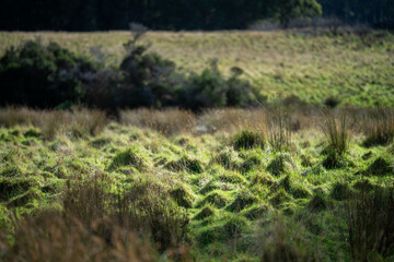 Fototapeta na wymiar Long grass in a field on a farm. Green Pasture in a meadow on a ranch in Australia in spring