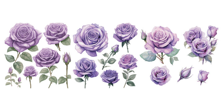 watercolor purple rose clipart for graphic resources