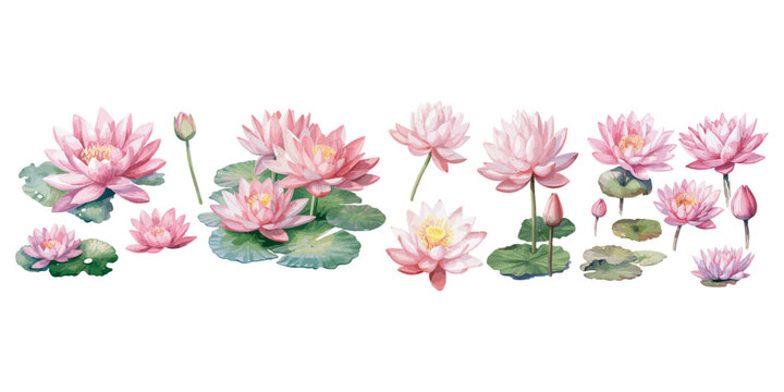 watercolor pink lotus clipart for graphic resources