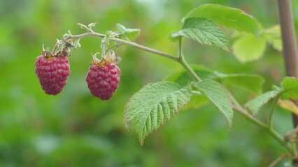 large ripe red raspberries ripen growing on a bush branch on a summer day. raspberry bush in the orchard. raspberry harvest