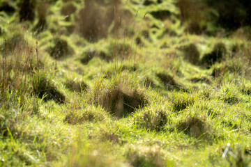 Long grass in a field on a farm. Green Pasture in a meadow on a ranch in Australia in spring