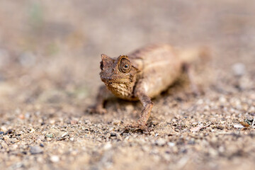 Brookesia brygooi, known as Brygoo's chameleon, Brygoo's pygmy chameleon, and the leaf chameleon, endemic species of chameleon, lizard in the family Chameleonidae, Anja Community Reserve / Ambalavao